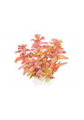 Rotala macrandra - Tropica steril