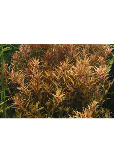 Rotala rotundifolia - Tropica steril