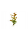 Rotala rotundifolia - Tropica steril