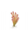 Rotala wallichi - Tropica steril