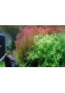 Rotala wallichi - Tropica steril