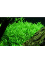 Rotala 'Green' - Tropica