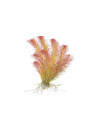 Rotala wallichii - A.A. steril