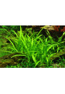 Sagittaria subulata - Tropica steril