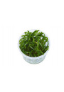 Sagittaria subulata - Tropica steril