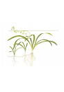 Sagittaria subulata - Tropica steril