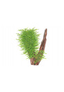 Taxiphyllum 'Spiky' - Tropica steril