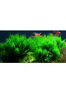 Taxiphyllum 'Flame' - Tropica steril