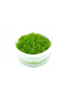 Utricularia graminifolia - Tropica steril