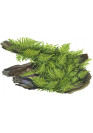 Vesicularia dubyana 'Christmas' - Tropica dobozos